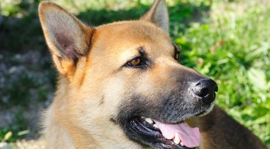 Preparate veterinare împotriva prostatitei la câini